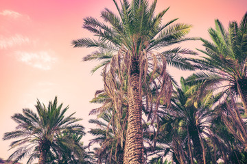 Palm trees against the sky at sunset. Tropical nature background