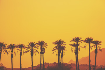 A row of tropical palm trees against the mountains at the golden sky. Silhouette of tall palm trees...