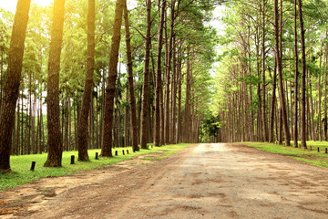 Forest road in the morning with bright sunlight