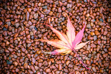 紅葉　秋イメージ