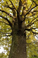 Obraz premium Old oak tree with yellow leaves, in park