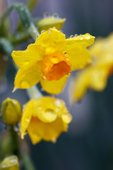 Fototapeta premium 水仙の花