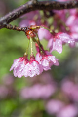 桜の花　春イメージ