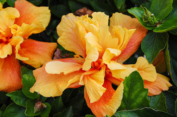 Hibiscus, planta e flores, Hibisceae