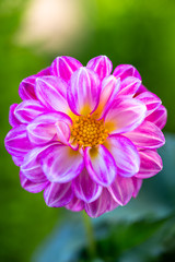 Obraz premium ダリアの花