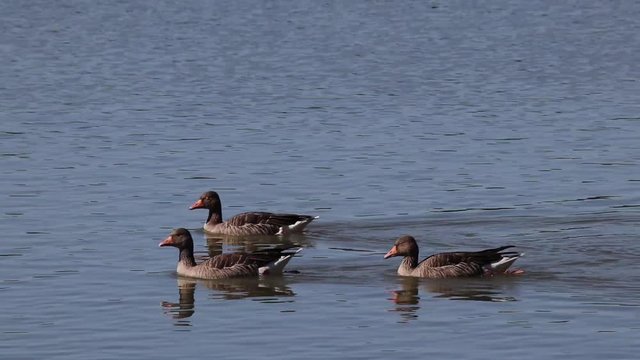 Anatre nuotano su un lago