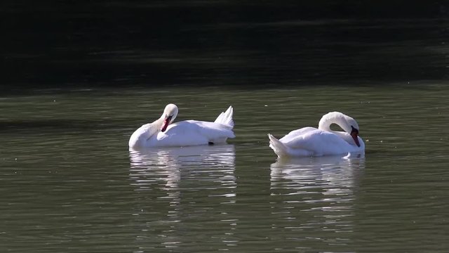 Bellissimi cigni in un lago