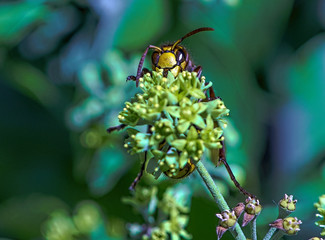 bee on flower