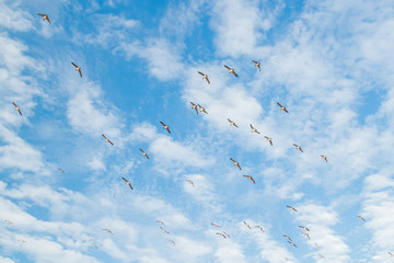 A big flock of barnacle gooses is flying in the sky. Birds are preparing to migrate south. September 2019, Finland