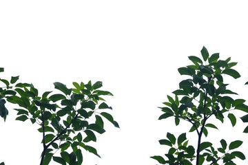Tropical tree leaves on white isolated background for green foliage backdrop 