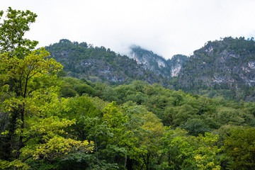 Mountains and forests of Abkhazia.