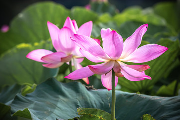 蓮の花　夏イメージ