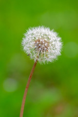 タンポポの綿毛