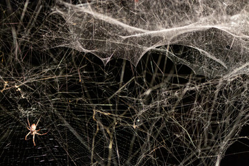 orange spider web light big white