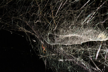 orange spider web light big white