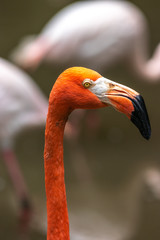 フラミンゴのポートレート