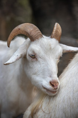 山羊のポートレート