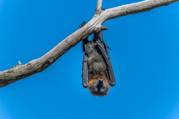 One Grey-headed Flying Fox hanging