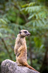 ミーアキャットのポートレート