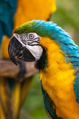 ルリコンゴウインコ