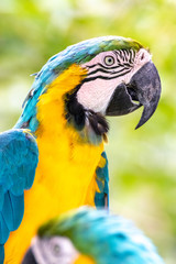 ルリコンゴウインコ