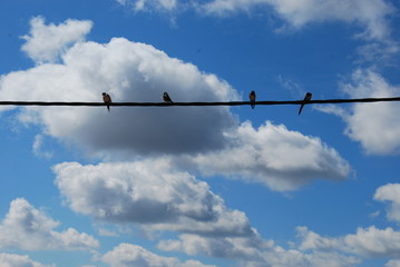 Pájaros sobre cable