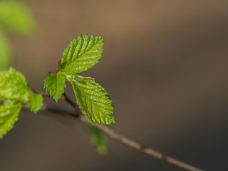 Green leaves on branch of a tree