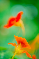 Fototapeta na wymiar Close up of Nasturtium flowers in the garden