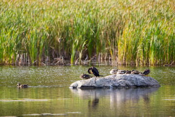 Naklejka na ściany i meble Side view of a great black cormorant standing on rock grooming with ducks during an early fall sunny afternoon at the Léon-Provancher marsh, Neuville, Quebec, Canada