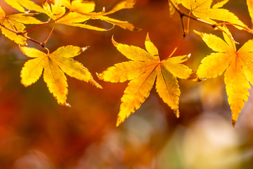 紅葉　和風　秋イメージ