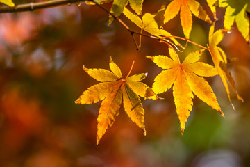 紅葉　和風　秋イメージ
