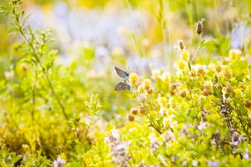 a pair of common blue butterfly (Polyommatus icarus) mating on a medicago flower, sunlit colourful forb field with grasses and flowers in bright sunshine, copyspace design template