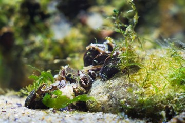 widespread bivalve mollusc mytilaster filter water for food in Black Sea saltwater marine biotope aquarium, macro shot of a stone, covered with mollusk shells, sponges and green algae, valuable mussel