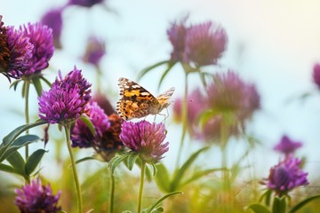 painted lady (Vanessa cardui) butterfly drink nectar from a clover flower in a farm forb field, pastel colors of a shadowless cloudy summer day, copyspace design template