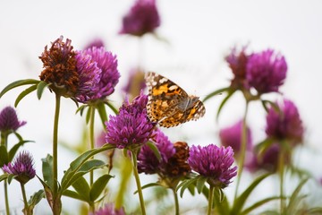 clover flowers bloom in a farm forb field, blurred figure of a painted lady (Vanessa cardui) butterfly start to fly, pastel colors of a shadowless cloudy summer day, copyspace design image