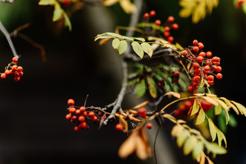 Bunches of rowan on a branch. Rowan close-up