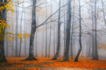 Obraz premium Autumn time. Colorful tree leaves, yellow, orange, red. Gorgeous view. Uludag National Park. Bursa, Trkey.