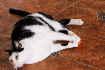 Portrait of domestic black and white cat playing and enjoys with his favorite toy, orange ball for cats at living room of house. Pet shop. Cat play and fun. Pet concept. Life of animals at home.