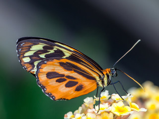 Le papillon de Terrabotanica
