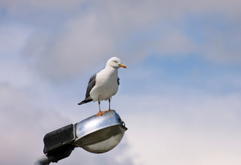 Portrait of single seagull. Seagull rest and pose front of camera, he stands on lighting pole cleaning his its feathers, spreading its wings and getting ready for flight. Beautiful sky in background.
