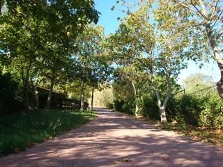 Leaves on sidewalk in park at autumn