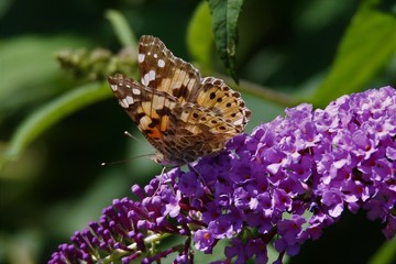 belle dame