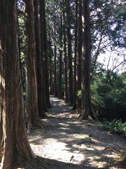 Obraz premium path in forest