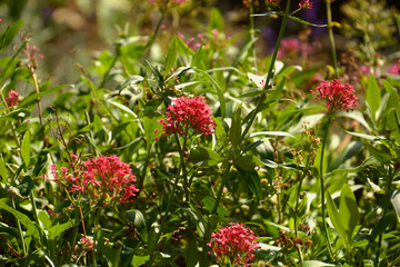 spur valerian or jupiters beard with beauty red flowers, red valerian or centranthus ruber flowers...