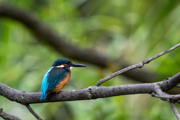 Fototapeta premium カワセミ