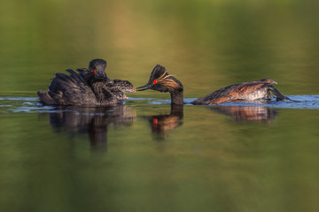 Black-necked Grebe family in Danupe Delta, Romania