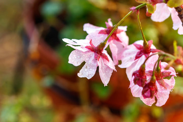 桜の花　春イメージ