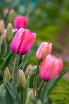 チューリップの花　カラフルな春イメージ