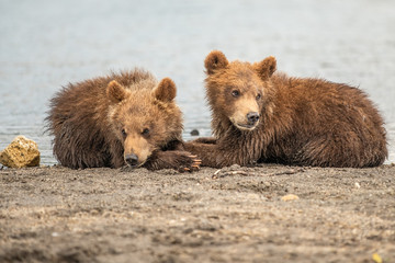 Fototapeta premium Ruling the landscape, brown bears of Kamchatka (Ursus arctos beringianus)