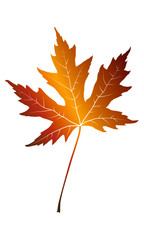 Fototapeta premium colour autumn vector maple leaf silhouette